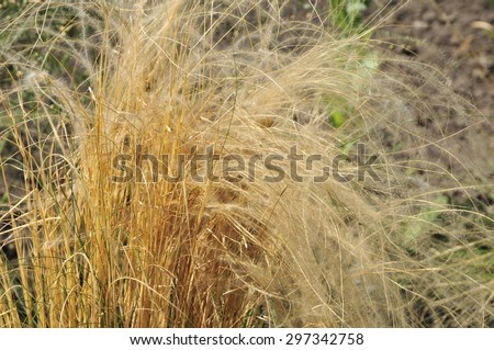 Stipa pennata, common name feather grass, is a flowering plant in the family Poaceae, which is grown as an ornamental plant for its feathery flowering spikes.