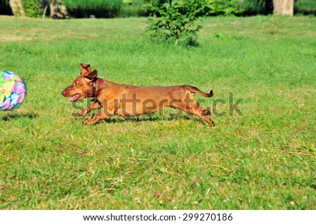 Dog plays with the ball. Dog breed standard smooth-haired dachshund.