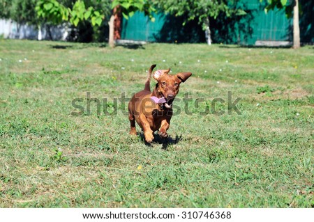 Dog breed standard smooth-haired dachshund. The dog runs, dog for a walk.