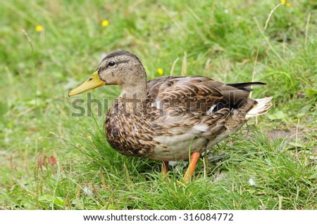 Mallard.The young bird. Mallard - bird of the duck family (Anatidae) detachment of waterfowl (Anseriformes). The most well-known and widespread wild duck.Young a drake.