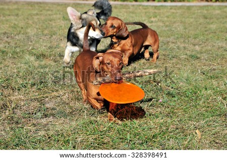 Dog breed standard smooth-haired dachshund. The dog is running. Dachshund brings in its mouth a boomerang.Dog brings a stick.