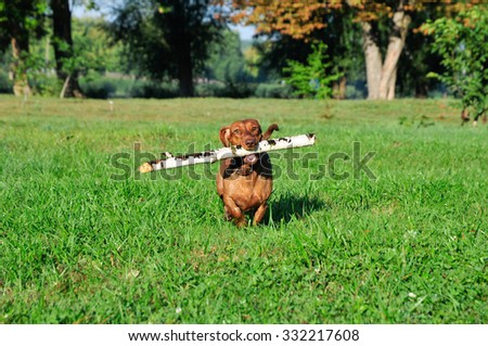 Dog brings a stick. Dog is running with a stick. Dog breed standard smooth-haired dachshund, bright red color, female.