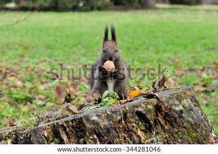 The red squirrel or Eurasian red squirrel is a species of tree squirrel in the genus Sciurus common throughout Eurasia.