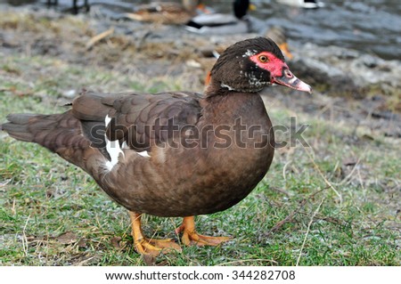 Muscovy duck (Cairina moschata) - a large species of ducks, wild populations are common in Mexico and South America. Domesticated by man and brought to other parts of the world.