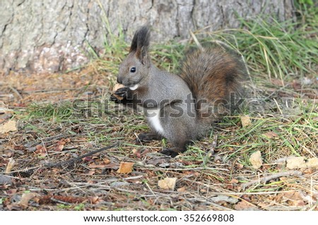 The red squirrel or Eurasian red squirrel is a species of tree squirrel in the genus Sciurus common throughout Eurasia.