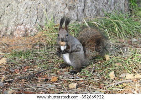 The red squirrel or Eurasian red squirrel is a species of tree squirrel in the genus Sciurus common throughout Eurasia.