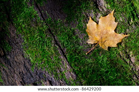a maple leaf sits on a subtly shaded mossy log.