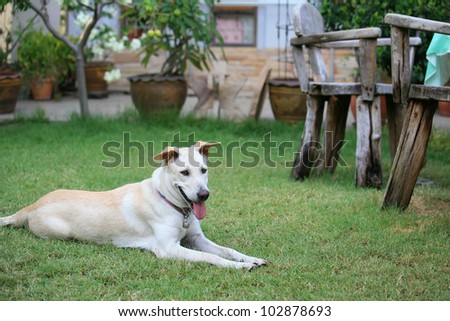 Animal background: adorable white young dog rest on grass field in the house