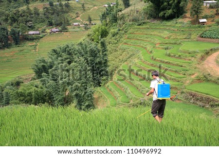 Farmer spraying pesticide on the terraced rice fields on the hill in Sapa, vietnam