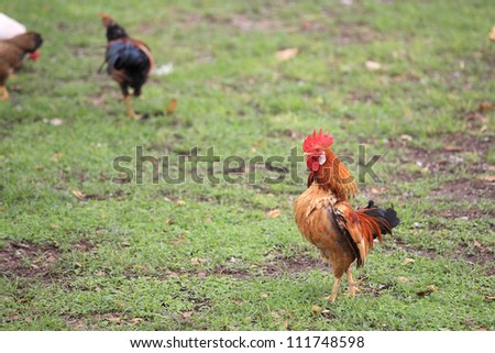 Colorful chicken standing on the grass field