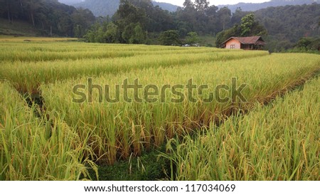Wooden cabin near terraced rice field in the morning