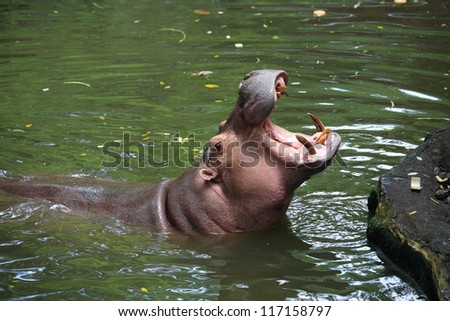 Hippopotamus opening its mouth to be feed on the pond