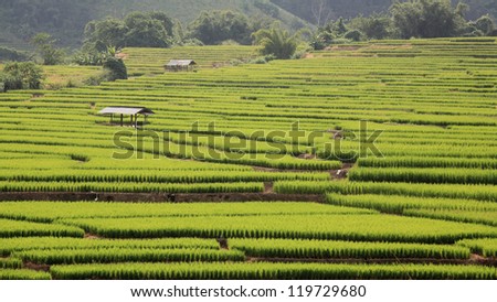 Terraced ripe rice field and hut on Mountain