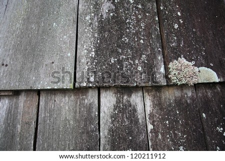 old wood plank texture with white mold