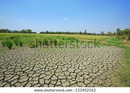 Dry crack earth at rice field Dry crack earth at rice field