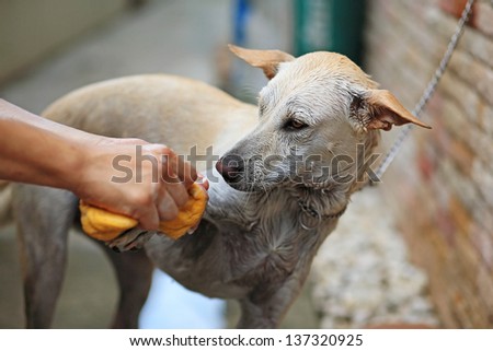dog taking a bath with soap and water by sponge