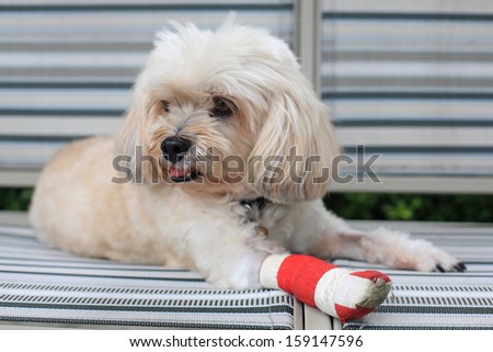 Injured Shih Tzu wrapped by red bandage on leg