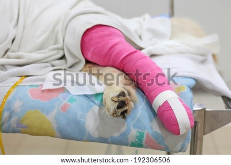 Pink bandage covering Golden retriever back leg after surgery