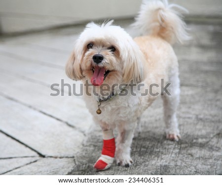 Injured Shih Tzu leg wrapped by red bandage standing