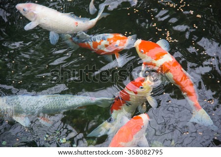 Fancy carp fish or koi fish eating food in Japanese pond