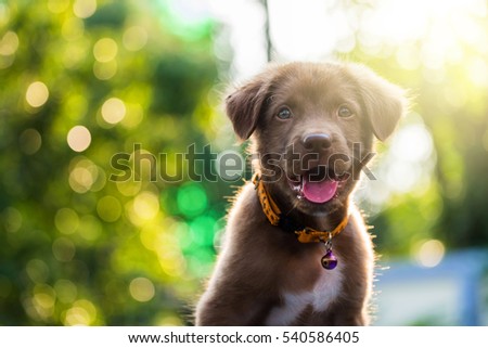 Brown labrador retriever puppy dog in the yard against bokeh background and sunset light