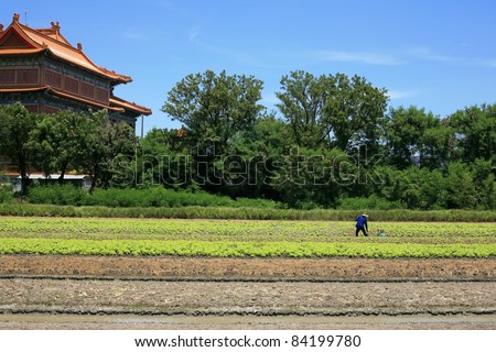 Farmer on Lettuce farm in front of Chinese temple