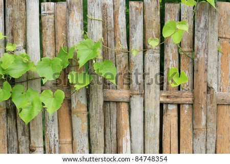 Wooden fence with green climber plants