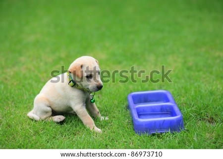 Adorable brown puppy is waiting for food at the grass field