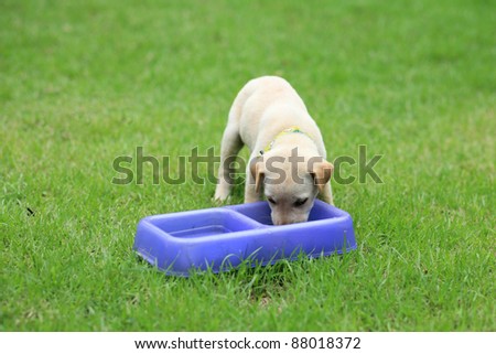 Adorable brown puppy eats food on the blue tray