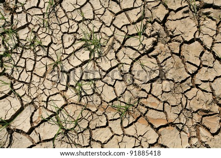 Detailed texture: broke cracked earth with  grass alive