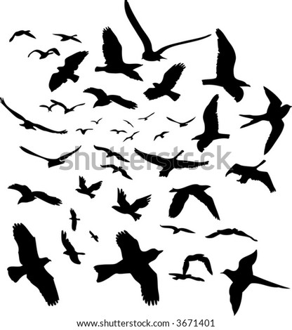 Birds Flying on Vector Flying Birds   3671401   Shutterstock