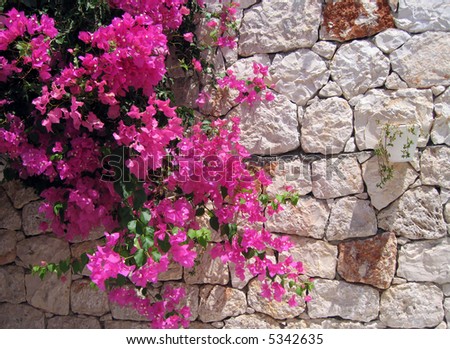 stone wall with ivy and flowers and begonvils
