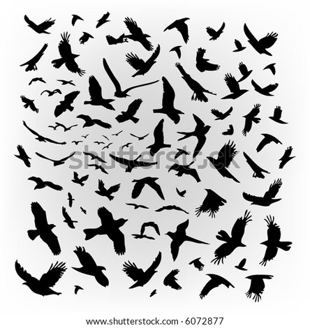 Birds Flying on Vector Flying Birds   6072877   Shutterstock