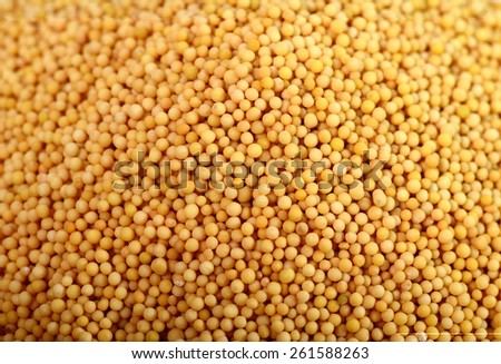 Yellow mustard seeds as background