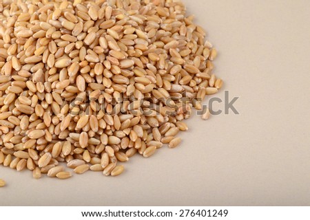 Heap of Wheat grains