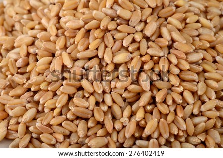Heap of Wheat grains as background