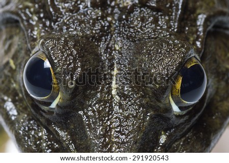 Frog - Extreme Close up of  Eye