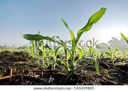 Seedling corn in the season when it rains. Farmers have planted.