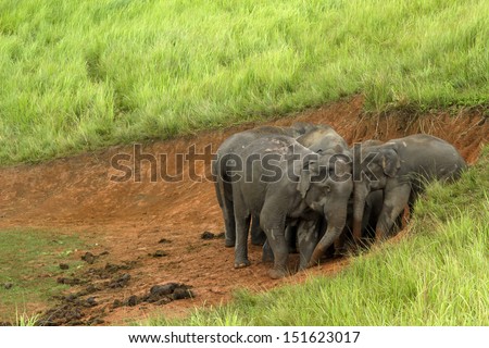 Khao Yai National Park, Thailand elephant eat a lot of deals together in the rainy season.