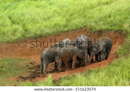 Khao Yai National Park, Thailand elephant eat a lot of deals together in the rainy season.