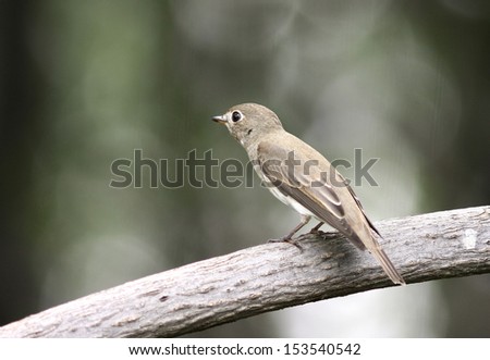 Asian brown Flycatcher: muscicapa dauurica winter migration from Siberia to South Asia.