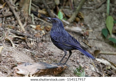 Blue Whistling-Thrush: myophonus caeruleus feeding ground for migratory birds, yellow birds regularly mouth mouth black.