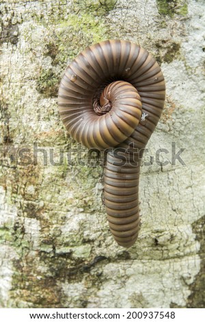 Millipedes have legs and small reptiles living near houses and forest.