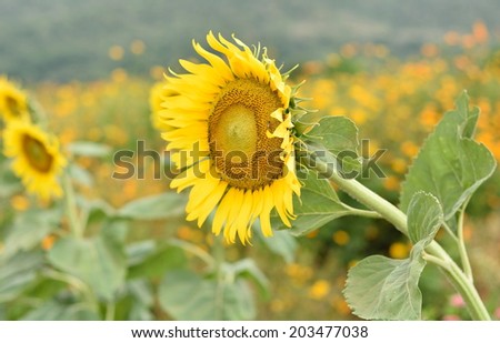 Sunflowers, tropical flowers haemophilia I planted a beautiful year round. Oil seed crops