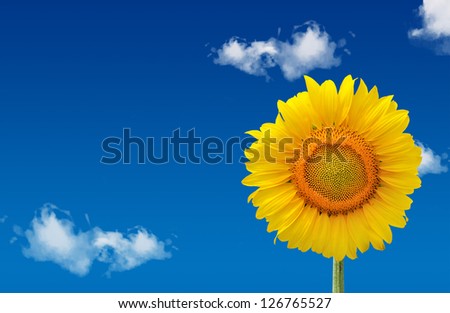 Yellow sunflower and blue sky