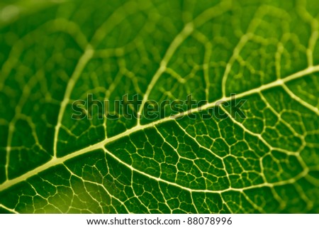 a macro shot showing the veins of a rose leaf