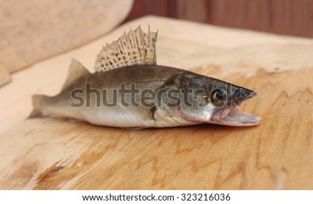 walleye predatory fish with open mouth on a cutting table