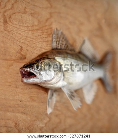 walleye predatory fish with open mouth