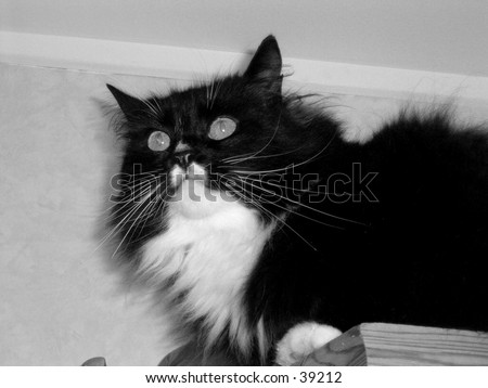 A tensed cat, ready to flee or attack. Black&white shot.