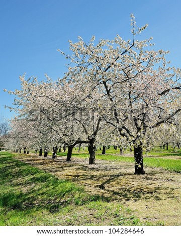 Cherry Trees in Blossom, Traverse City, Michigan USA